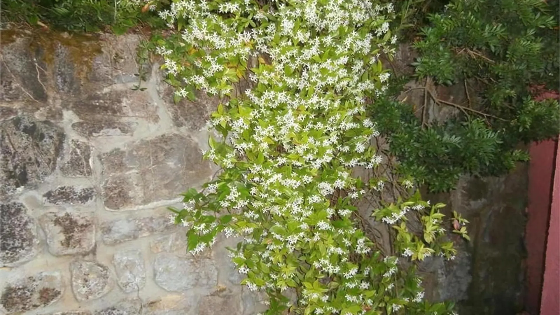 Ferienwohnung In Capoliveri Mit Schoenem Garten דירה קאפוליברי