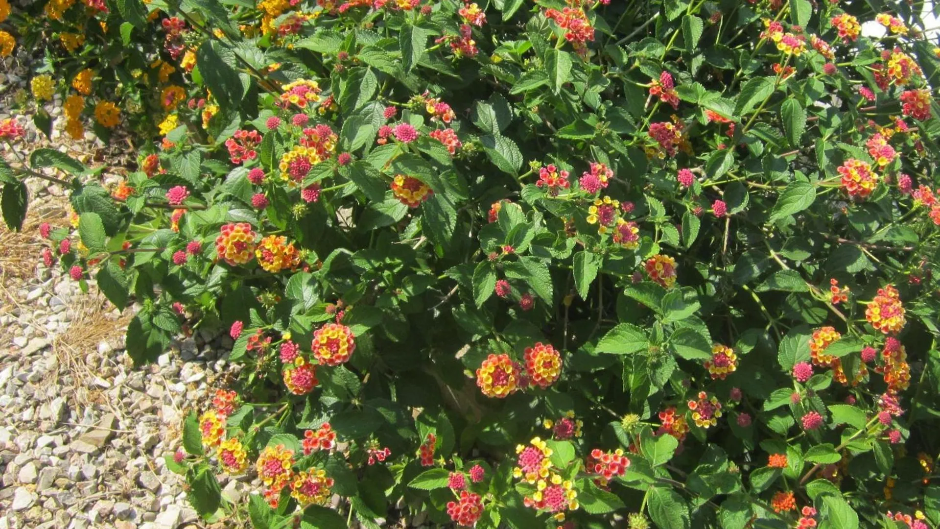 דירה Ferienwohnung In Capoliveri Mit Schoenem Garten