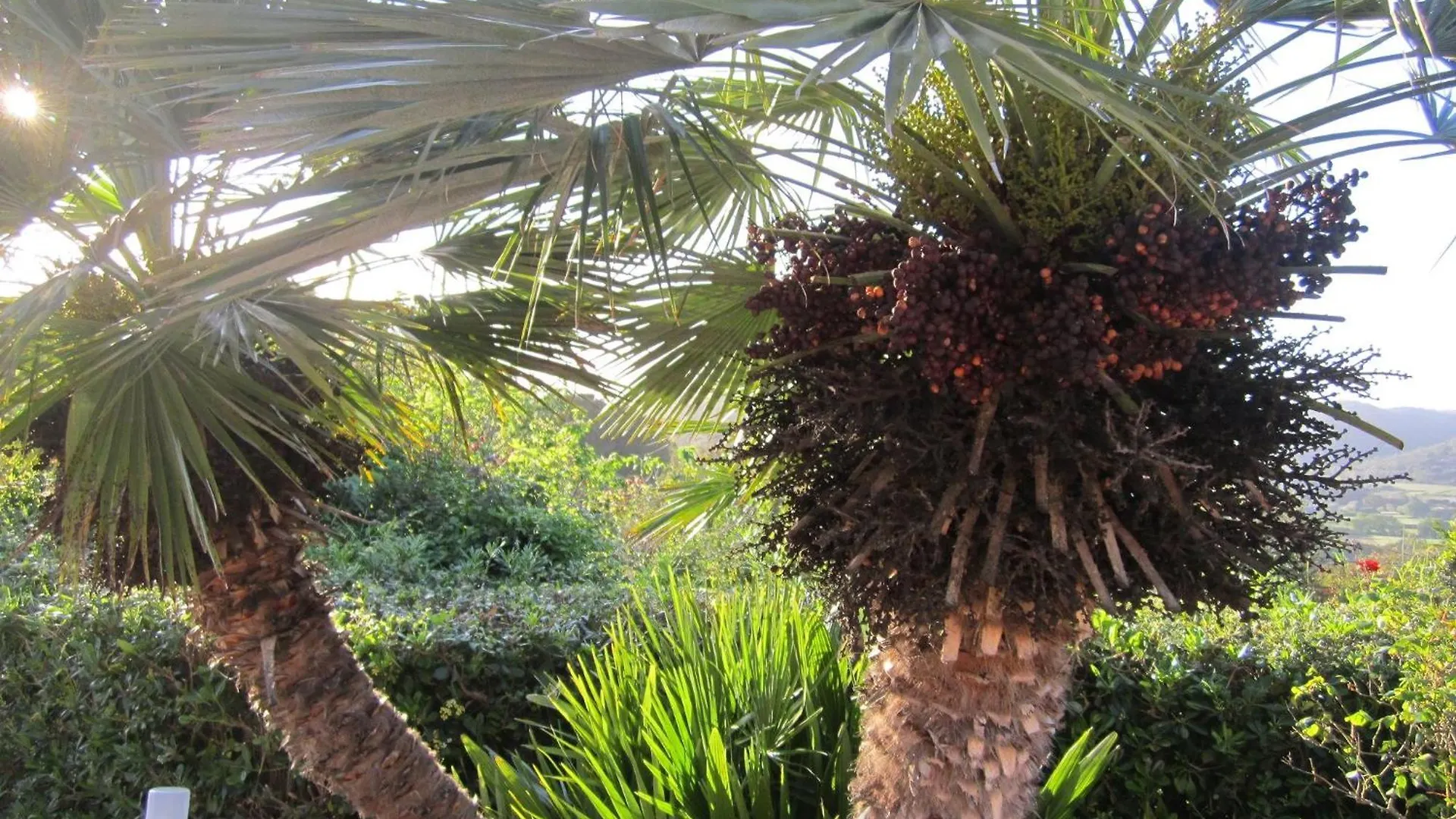 Ferienwohnung In Capoliveri Mit Schoenem Garten איטליה